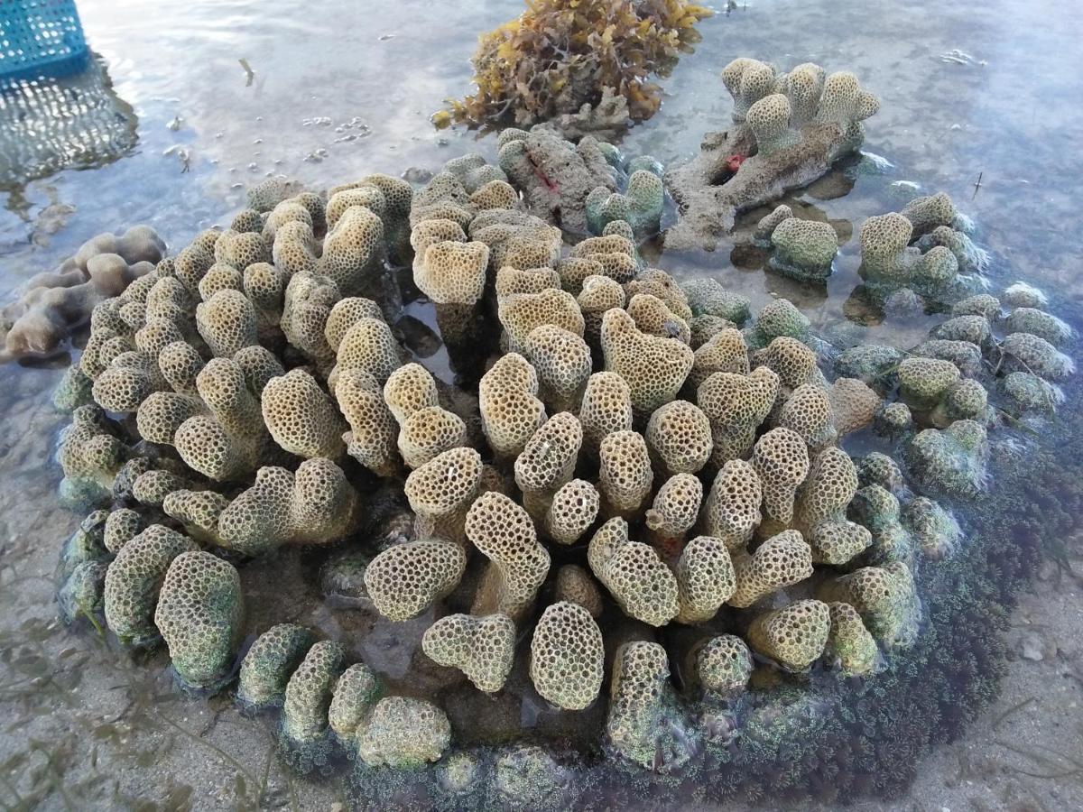 Tammoyo Place Kudat Esterno foto